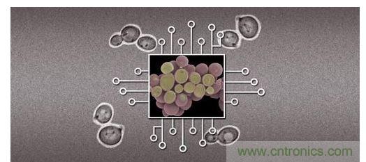 酵母菌(中)就像電子組件般的互連在一起，只不過這些細(xì)胞并非透過電線交流，而是經(jīng)由僅能以適當(dāng)接受器注入細(xì)胞的化學(xué)藥物進(jìn)行互動(dòng)。